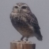 やかた ぽん (@mansion56) Twitter profile photo