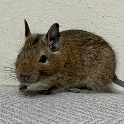 kiui_tapioka's profile picture. デグー♂きうい🥝2022.05.29🎂  歴代ハム5代🐹 デグハムの情報交換したくてアカウント作りました✧*。仲良くしてください♡︎(°´ ˘ `°)/