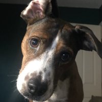 Dogfaceponytard (@dogfaceponytard) 's Twitter Profile Photo Dogfaceponytard (@dogfaceponytard) 's Twitter Profile Photo