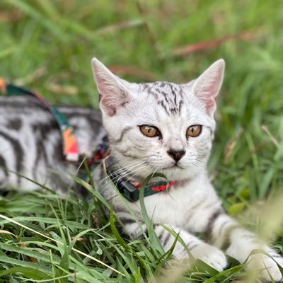 doom_2022's profile picture. Insurance  Law and Estate