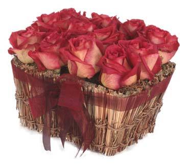 Pal_Alaa's profile picture. 