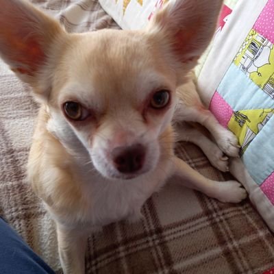Je suis Poupette 4 ans et c'est moi la Princesse. Mes mumains  cède a tous mes caprices.