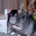 Ratman (@itsyagoodboi1) Twitter profile photo Ratman (@itsyagoodboi1) Twitter profile photo