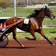 cyberturf2022's profile picture. Journaliste hippique depuis 1994, j'ai eu la chance de voir évouer Tidalium Pélo, Hurgo, Idéal du Gazeau, Ourasi, L'intrépide, Admétus et beaucoup d'autres !