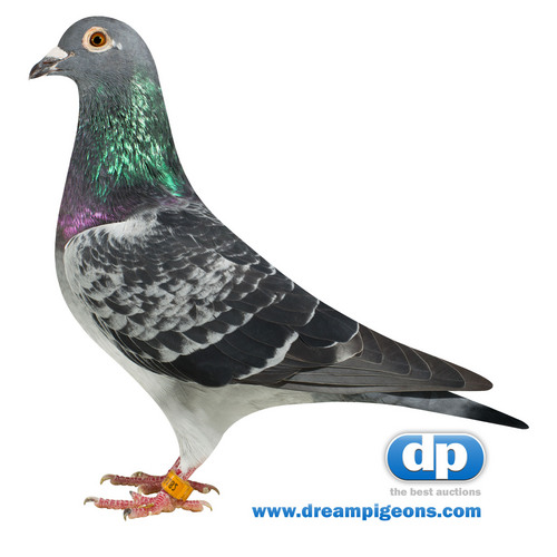 We are a Dutch pigeon-auction website and we work with the best fanciers of this moment. No 2nd-hand pigeons!