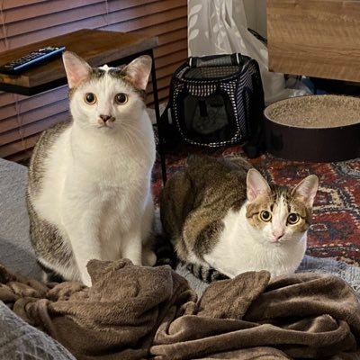 野球(ちなC)や動物が好きでよく食べよく飲む小太りなおじさんみたいなおばさんです。単独行動多め。猫が2匹います。2024年は現地12勝18敗😂 ※ここでは真面目な話はしません。