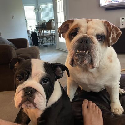 Two adorable English Bulldogs making decisions on what will be destroyed and what will be loved. We are known as House Cows. In War, Battle Hippos.