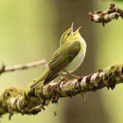 love birds, wildlife and being outdoors. amateur photographer.