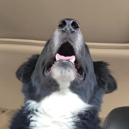 AwakedPotato's profile picture. aspiring hermit