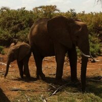 SavetheElephants (@savetheelephant) 's Twitter Profile