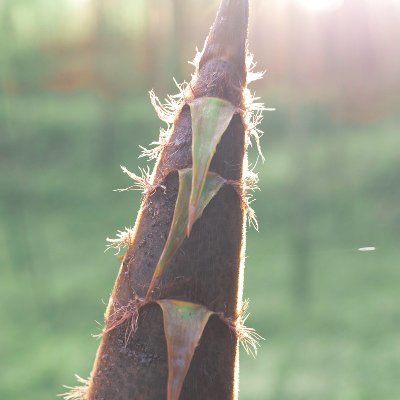 tonbo601's profile picture. 大阪の４０代のエロいオッサン。変な勧誘はブロックします。六四天安門