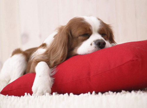 brownie_forest's profile picture. 広告代理店勤務。好物は、映画・本・アート・恐竜・・・