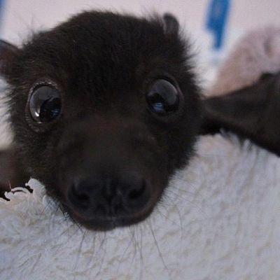 Hikaruisdumb's profile picture. what the hell