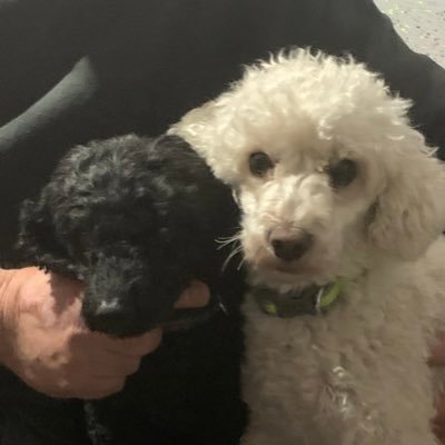 I'm Dougy a 11year old poodle rescued 🐾by Poodle Network UK. loved for over 8 years ; passed over the rainbow 🌈 bridge 14/10/22 survived by Sassy and Loki 💔