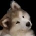 ًACuteDoggi (@acutedoggi) Twitter profile photo ًACuteDoggi (@acutedoggi) Twitter profile photo