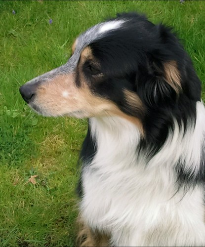 Jackiegagility's profile picture. I have 6 lovely Border Collie Dogs
Dog Training is what I'm all about, behaviour, obedience, agility. Join my club