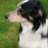 Jackiegagility's profile image