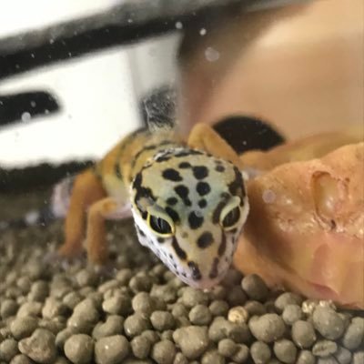 熱帯魚、日本産淡水魚、両生類、爬虫類が好きです〜☺️ 特にアカメカブトトゲとアオジタとレオパと…なんか皆好きだな🤔 武蔵小金井でショップオープン予定です😆 出身はIT業界です。25東京都販第103663号、保第103663号