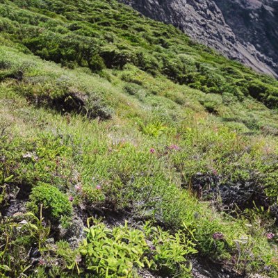 植物さんのプロフィール画像