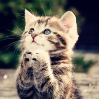 Neko vfx (@nekovfx1) 's Twitter Profile
