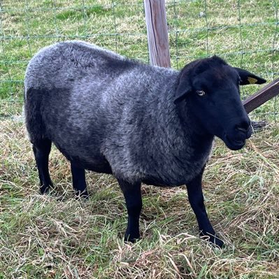 estebueno22's profile picture. this account is all satire