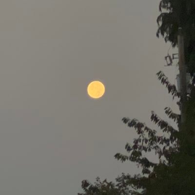 eshaa_goraya's profile picture. she/her