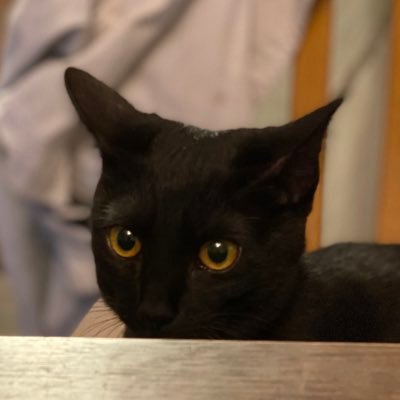 ママと黒猫🐈‍⬛ Profile