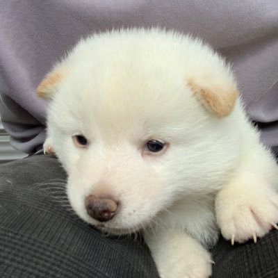 2022.9.20産まれの白柴の「もちまる」♂です🐶 母離れできる11月半ばには新しく家族になります😊 YouTubeちゃんねるも開設しているので👍とチャンネル登録お願いします🙇♂️