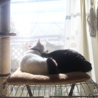 まい (@nyanko22242) 's Twitter Profile