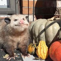 Gnarly (@codesdr) 's Twitter Profile