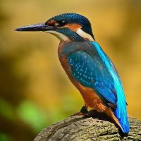 7video (@7video) 's Twitter Profile