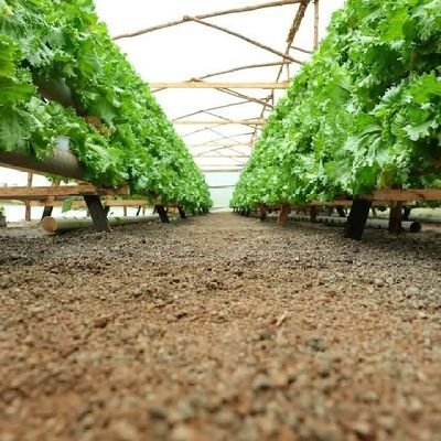 Hydroponics farm⛲,equipments supply & systems set up,training,seedlings🪴,vegetables🥬🌱 and greenhouses +254 793 518 918