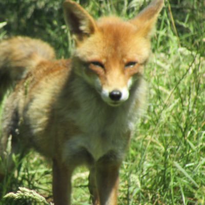 sjmserena's profile picture. CHILDHOOD LASTS A LIFETIME 💔nurture nature 🆘‼️🦊🌲🌻 🐝. 🌎clueless..🇺🇦❤️🏴󠁧󠁢󠁷󠁬󠁳󠁿🇺🇦🇬🇧this world gets sicker 🐳 🐋 ❤️🆘