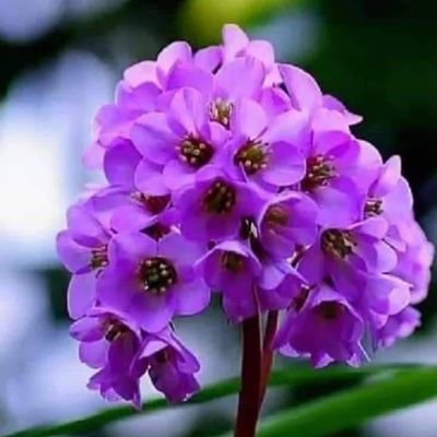 peace48083724's profile picture. 