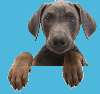 Weimarner breeder based in Kent. Owning Weimarners over a decade, we've never found such loving and loyal dogs.  For more information visit our web page.