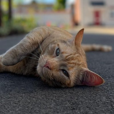 Ginger Ninja, Mr Independent, Rescue Cat, Adoptee. 10 years old. Resides in a little village. I love eating lots of cheese and snuggles! ❤️