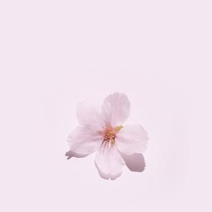 4839Piyo's profile picture. 怪談話好きです。
夜桜を見るのが好きです。
アニメ、ゲーム、映画が好きです！
ジャンルは色々です- ̗̀ ( ˶´ᵕ`˶)  ̖́-
よろしくお願いします。