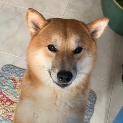 NathanKoh11's profile picture. need help #SUPERFAMILY