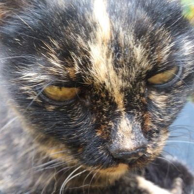 Katze Chica. Liebe den wunderbaren Yakuzi für immer.  #Ottergang. Am Abend des 6.11.23 nach 18 Jahren bei Menschin im Alter von 20-22 Jahren über 🌈 gegangen.