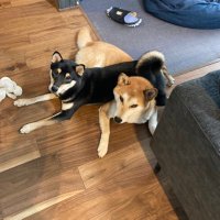 おこげとあずき🐕🀄️🏕 (@mahjong_camp) 's Twitter Profile Photo
