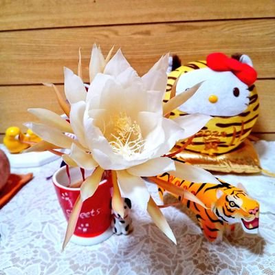 メリーさんのプロフィール画像