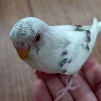 はむお (@hamuo0214) 's Twitter Profile