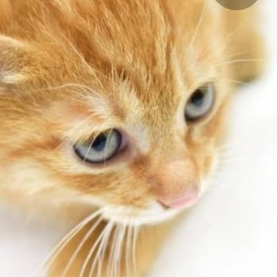 f0sf8sFzsDEcYIf's profile picture. モニター大破の為、mk2起動不可になりました(泣)ちなみに、防災ヲタクでございます