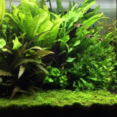 mizukiyamaton's profile picture. 嫁1人と一姫二太郎がおりますねん。 天安門事件😊