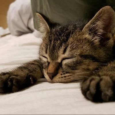 cheap_otoge's profile picture. AKB音ゲー出身 、ユニエア、ファンパレ、ピクミンブルーム、
競馬、動物大好き❤2017元旦から四代目野良ジミーくんキジトラ猫♂と同居。最近チンチラ🐭&プレーリードッグに心惹かれる