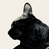 84kyak (@dotchirachin) Twitter profile photo
