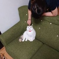 NEOスネ夫＠ネコ飼いたい🐈‍⬛ (@hirroshi819) 's Twitter Profile Photo