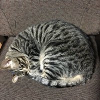 NekoのJin3 (@kuma_g3) 's Twitter Profile