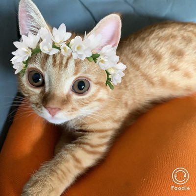 Yuka03023's profile picture. ポケモンGOとドラクエウォーク同時並行で楽しんでます😊 神奈川県在住🏠