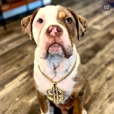 kums_leon's profile picture. Asperger’s Troll